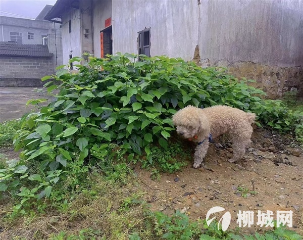 紅包領養玩具貴賓